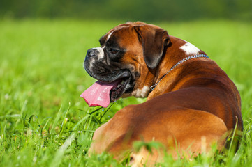 Hechelnder Boxer liegt im Gras