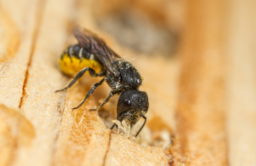 Large-headed resin bee - Heriades truncorum