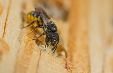 Large-headed resin bee - Heriades truncorum