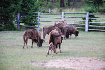 Wisent, Bison