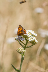 Small Copper (Lycaena phlaeas)