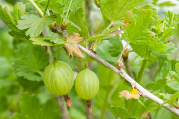 Green gooseberry berries on a branch close-up