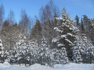 Winter landscape