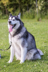 Portrait of a husky dog living in Belgium