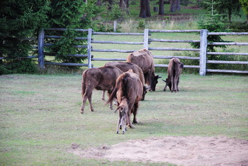 Wisent, Bison