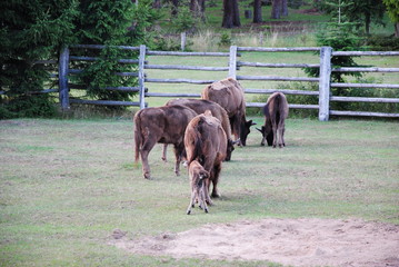 Wisent, Bison