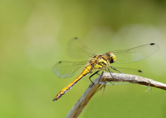 Dragonfly sitting on the stem of the plant.