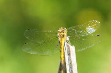Dragonfly sitting on the stem of the plant.