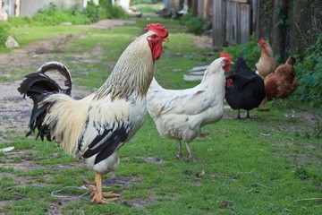 rooster and four chickens are free walking on the grass