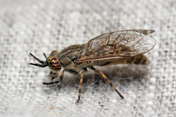 Insect horse-fly with color eyes on the fabric of clothes.
