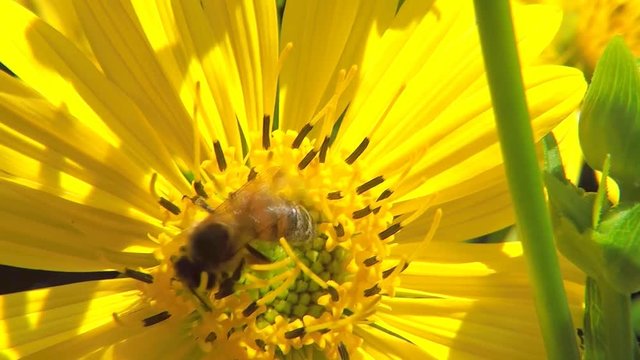 Bee on yellow flower of compass plant