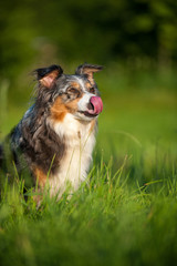 Schleckender Australian Shepherd sitzt in einer Wiese