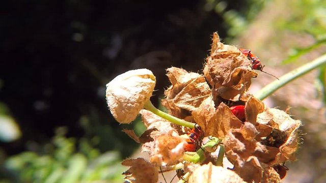 firebugs on a mallow flower
