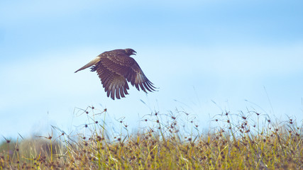 CLOSE UP DOF: Chimango Caracara flies over the vast steppe in Chilean wilderness