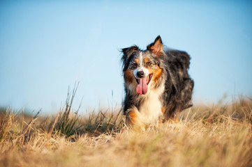 Australian Shepherd im Stoppelfeld