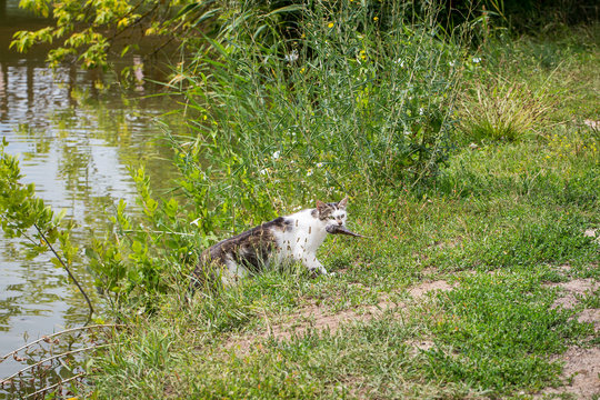 Bicolor white tabby cat fishing in a lake. Cat-fisher caught a small catfish