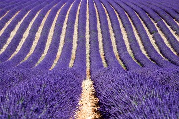 Lavender field in Valensole, France