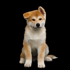 Cute Akita Inu Puppy Sitting with funny ears on Isolated Black Background, front view