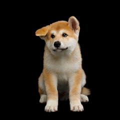 Cute Akita Inu Puppy Sitting with funny ears on Isolated Black Background, front view