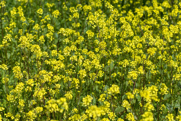 yellow and beautiful bells, close-up