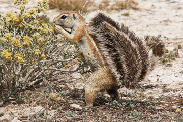 Ground Squirrel in Etosha National Park in Namibia in Africa
