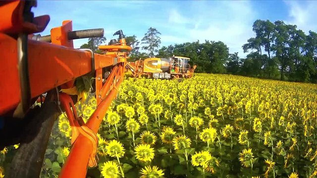 View from the camera gopro on the rod sprayer blooming sunflower. Videography of the operating sprayer in the field of sunflower time laps.