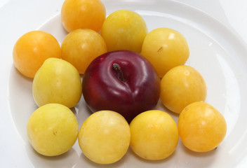 Autumn harvest. Plums.