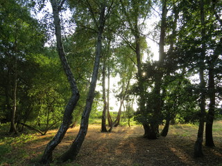 English Forest © joecranejoe