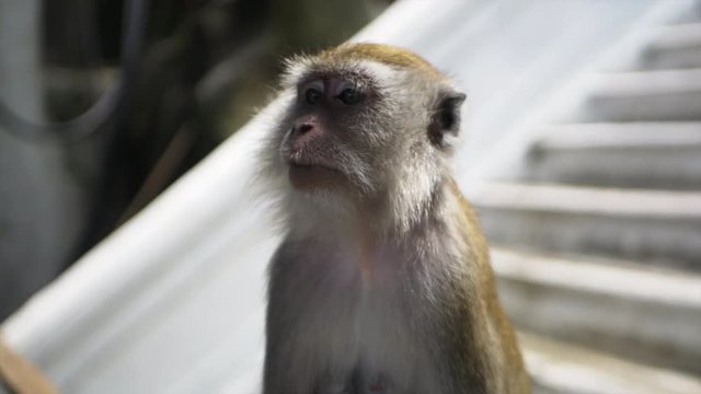 Wild Asian Monkey Close-up Face Shot Portrait