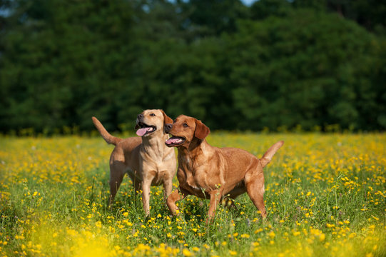 Zwei Labrador Retriever in einer Fr&uuml;hlingswiese