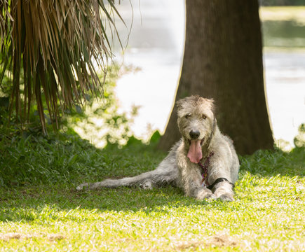 irish wolfhound poses for your picture