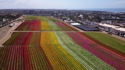 Carlsbad, CA - The Flower Fields - Drone Video, Aerial Video of The Flower Fields in Carlsbad, California. It opens up once a year in spring from March 1 through May 10.