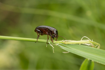 Macro photograph of a beetle sitting on a grass stalk. The beetle is eating the grass.