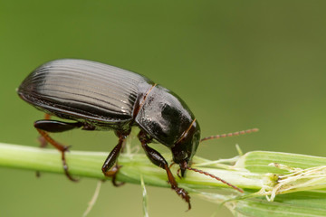 Macro photograph of a beetle sitting on a grass stalk. The beetle is eating the grass.