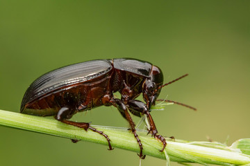 Macro photograph of a beetle sitting on a grass stalk. The beetle is eating the grass.