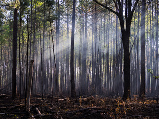 Fototapeta premium Sunlight Through Morning Fog in Forest