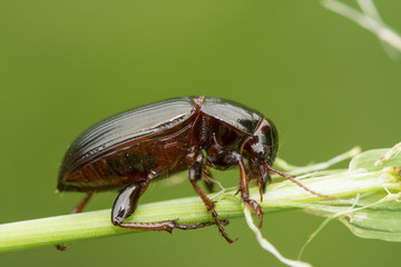 Macro photograph of a beetle sitting on a grass stalk. The beetle is eating the grass.