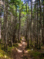 Hiking Trail Through Forest, Appalachian Trail, Maine