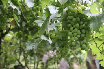 Grape 5