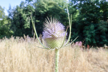 Close-up of Teasel plant