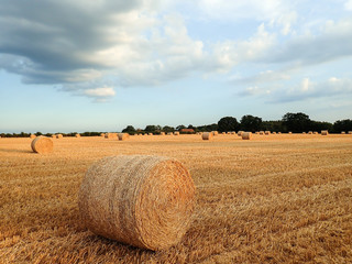 Hay bales on farmland, Sarratt, Hertfordshire