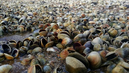 Colourful shells