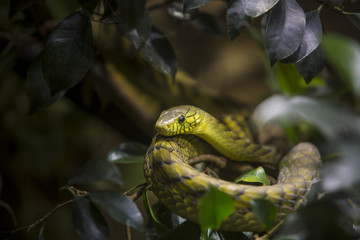 Close up Western green mamba Dendroaspis viridis on branch in wood of dense tropical forest.