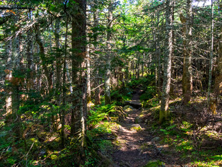 Hiking Trail Through Forest, Appalachian Trail, Maine