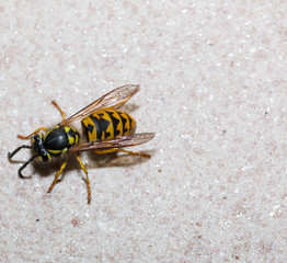 Wasp on wall