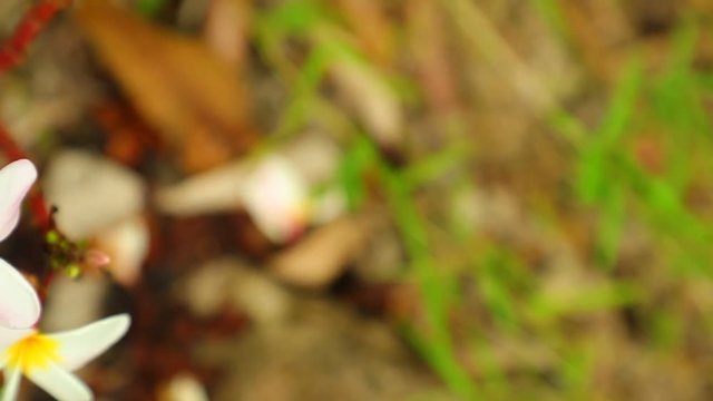 Plumeria frangipani flowers in white and yellow panning panoramic high definition stock footage video clip.