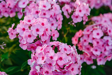 Autumn flowers for background