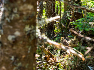 Baby Grouse in Dense Woods
