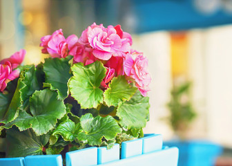 Flowers of pink begonia adorn the streets of the summer city. - obrazy, fototapety, plakaty