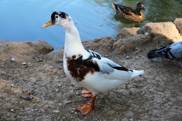 Magpie duck in Park Villa Borghese in Rome, Italy